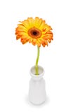 Yellow Gerbera in vase on white background. Daisy flowet in vase Royalty Free Stock Images Yellow Gerbera in vase on white background. Daisy flowet in vase Royalty Free Stock Images
