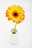 Yellow Gerbera in vase on white wooden table. Daisy flowet in va Royalty Free Stock Image Yellow Gerbera in vase on white wooden table. Daisy flowet in va Royalty Free Stock Image