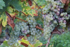 Yellow Grapes In A Vineyard In Luxembourg Stock Photo