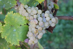 Yellow grapes in a vineyard in Luxembourg stock photo Yellow grapes in a vineyard in Luxembourg stock photo