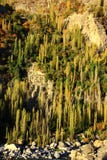 Yellow and Green of autumn trees on hillside royalty free stock photos Yellow and Green of autumn trees on hillside royalty free stock photos