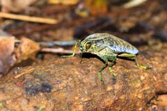 Yellow-green Jewel Beetle Royalty Free Stock Photography Yellow-green Jewel Beetle Royalty Free Stock Photography
