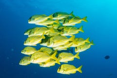 Yellow grouper sweetlips school of fish underwater royalty free stock image Yellow grouper sweetlips school of fish underwater royalty free stock image