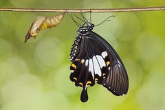 Yellow Helen Or Black And White Helen Papilio Nephelus Butterfly Stock Images