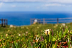 Yellow Hottentot fig flowers field with blurred Atlantic ocean in the background. stock photo Yellow Hottentot fig flowers field with blurred Atlantic ocean in the background. stock photo