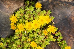 Yellow Houseleek Royalty Free Stock Images Yellow Houseleek Royalty Free Stock Images