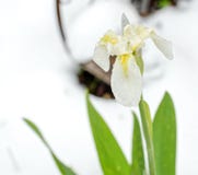 Yellow Iris In A Winter Time Covered By Ice Stock Image