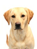 Yellow Labrador Royalty Free Stock Images