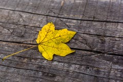 Yellow leaf on the wooden board stock photos Yellow leaf on the wooden board stock photos