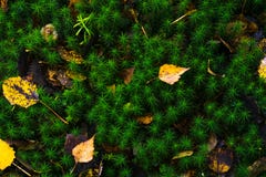 Yellow leaves on green moss background