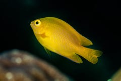 yellow lemon damsel damselfish fish