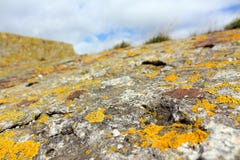 Yellow lichen on old concrete structure royalty free stock photo Yellow lichen on old concrete structure royalty free stock photo