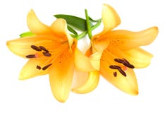 Yellow Lilies Stock Photography
