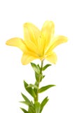 Yellow Lily Royalty Free Stock Photo