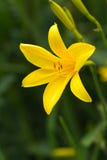 Yellow Lily On A Nature Background, Close Up Shot Stock Photo