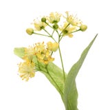 Yellow linden flower