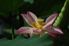 Yellow Lotus Flower Stock Images