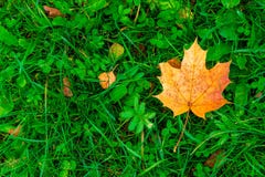 Yellow maple leaf on grass close-up view royalty free stock photo Yellow maple leaf on grass close-up view royalty free stock photo
