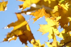 Yellow maple leaves on branch on blue sky background royalty free stock photos Yellow maple leaves on branch on blue sky background royalty free stock photos