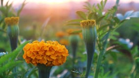 Yellow marigold flowers Very large plantation stock photography Yellow marigold flowers Very large plantation stock photography