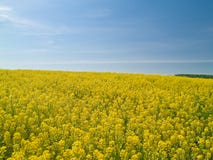 Yellow Meadow Stock Image