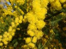 Yellow Mimosa Stock Image
