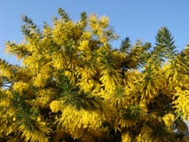Yellow Mimosa Stock Photography