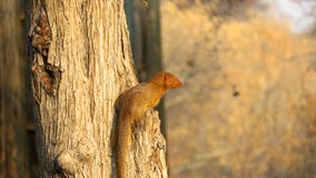Yellow mongoose sitting on tree branch stock photo Yellow mongoose sitting on tree branch stock photo