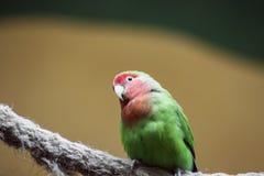 Yellow-naped amazon parrot Amazonia National Park in the territory of Itaituba municipality in the state of Para near the borders stock photos Yellow-naped amazon parrot Amazonia National Park in the territory of Itaituba municipality in the state of Para near the borders stock photos