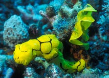 Yellow Nudibranch And Egg Ribbon Stock Images Yellow Nudibranch And Egg Ribbon Stock Images