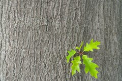 Yellow oak leaves against a background of oak bark. Autumn in an oak grove. Copy space. stock photo Yellow oak leaves against a background of oak bark. Autumn in an oak grove. Copy space. stock photo