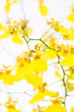 Yellow Oncidium Dancing Lady Orchids Stock Images Yellow Oncidium Dancing Lady Orchids Stock Images