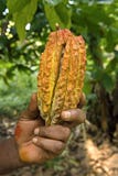 Yellow-orange cacao fruit, Fresh cocoa pod in hands with a cocoa stock image Yellow-orange cacao fruit, Fresh cocoa pod in hands with a cocoa stock image