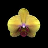 Yellow orchid flower royalty free stock image Yellow orchid flower royalty free stock image