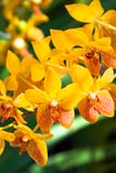 Yellow Orchids Royalty Free Stock Photo