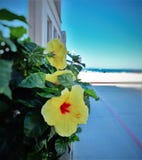 Yellow petaled flower beach side. Yellow petaled flower close up against a beach side background Royalty Free Stock Photos Yellow petaled flower beach side. Yellow petaled flower close up against a beach side background Royalty Free Stock Photos
