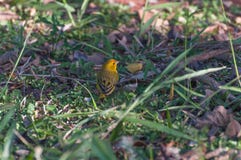 Yellow Pine Warbler bird landed on a green grass royalty free stock images Yellow Pine Warbler bird landed on a green grass royalty free stock images