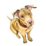 Yellow pit bull dog sits. cute. puppy watercolor isolated on white background. royalty free illustration Yellow pit bull dog sits. cute. puppy watercolor isolated on white background. royalty free illustration