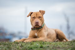 Yellow Pit Bull terrier dog lying on grass stock image Yellow Pit Bull terrier dog lying on grass stock image