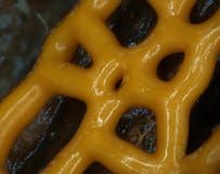 Yellow plasmodiocarp fruit body of a slime mold Hemitrichia serpula stock photos Yellow plasmodiocarp fruit body of a slime mold Hemitrichia serpula stock photos