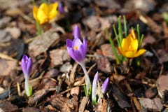 Yellow and purple crocus blossom, close-up crocus royalty free stock images Yellow and purple crocus blossom, close-up crocus royalty free stock images