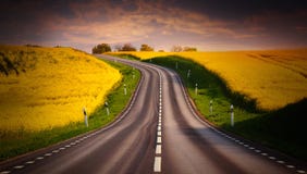 Yellow rapeseed field and a emty road royalty free stock images Yellow rapeseed field and a emty road royalty free stock images