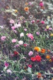 Yellow red pink flowers with green leaves stems on field outside, toned with filters in retro vintage style. Beautiful fairy dreamy magic yellow red pink flowers Stock Photos Yellow red pink flowers with green leaves stems on field outside, toned with filters in retro vintage style. Beautiful fairy dreamy magic yellow red pink flowers Stock Photos
