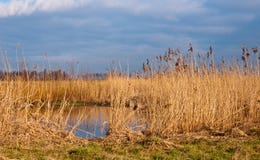 Yellow Reeds In Dutch Wetlands Royalty Free Stock Photography