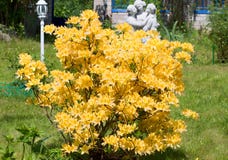 Yellow Rhododendron Bush Stock Photos Yellow Rhododendron Bush Stock Photos