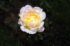 Free Yellow Rose Flower Royalty Free Stock Photos - 11136968