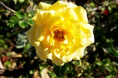 Yellow rose flowers and green leaves Royalty Free Stock Images Yellow rose flowers and green leaves Royalty Free Stock Images