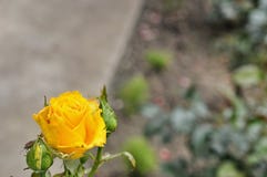 Yellow rose. Garden yellow tea rose for not caring royalty free stock images Yellow rose. Garden yellow tea rose for not caring royalty free stock images