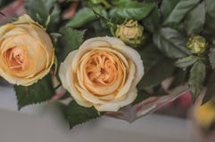 Yellow rose in the garden royalty free stock image Yellow rose in the garden royalty free stock image
