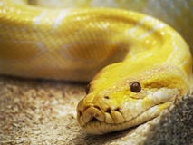 Yellow Snake Stock Photo Image Of Fashion Pattern Isolated